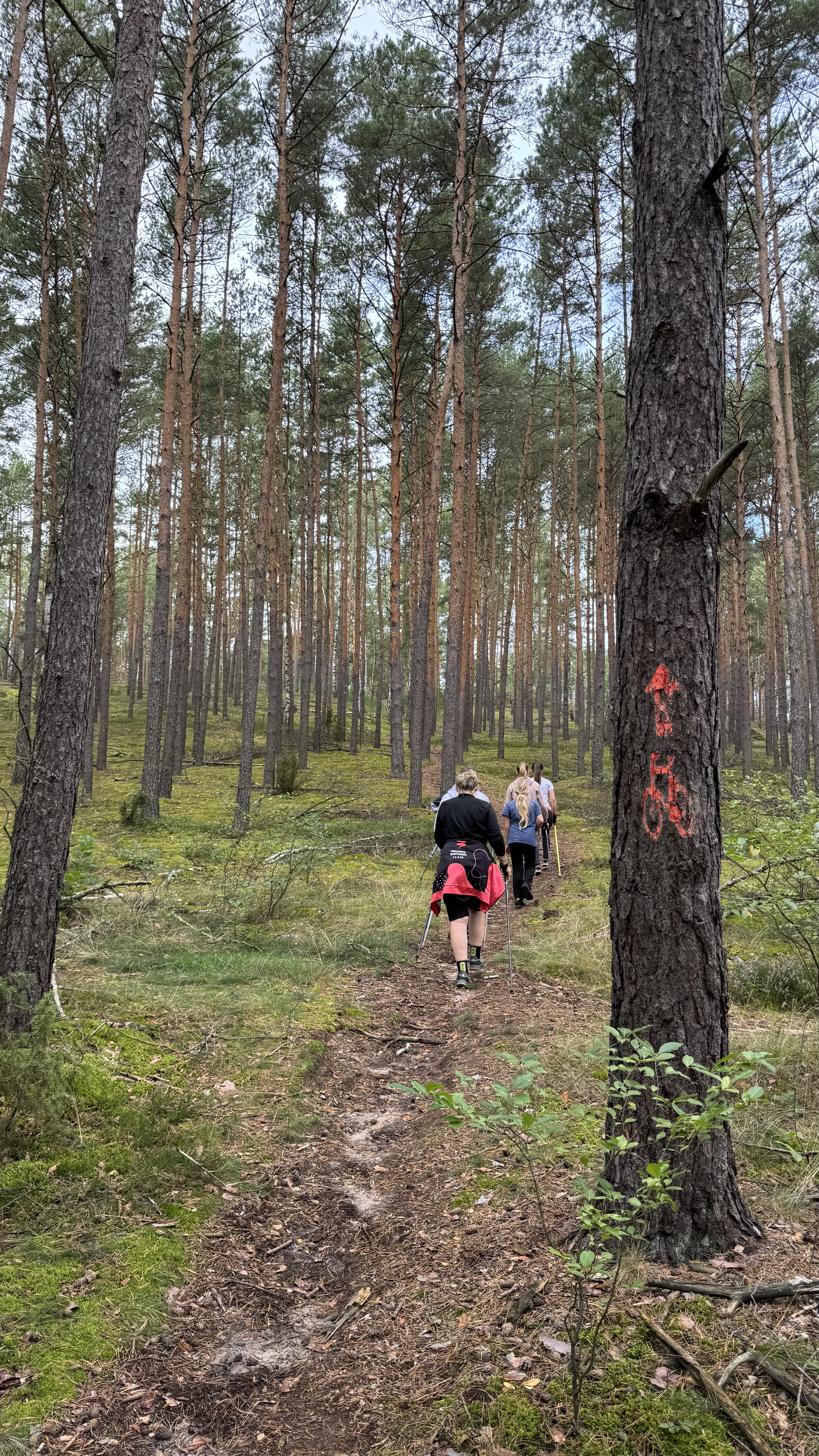 Uczestnicy treningu Nordic Walking na leśnej trasie