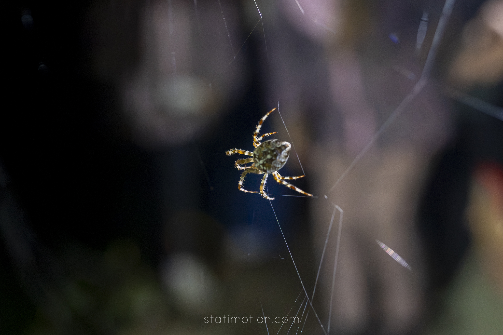 Krzyżak sfotografowany podczas nocnego spaceru